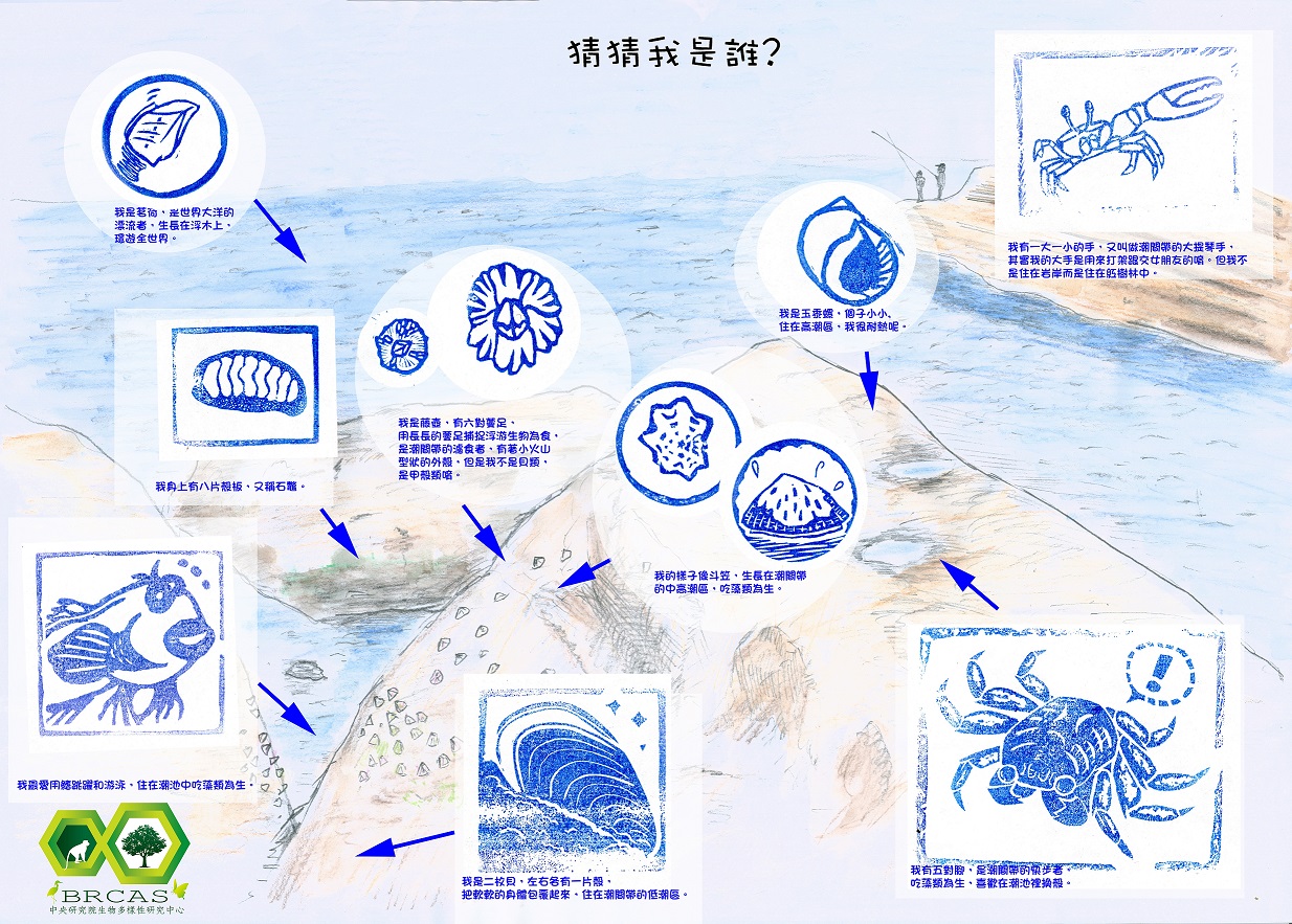 大家來扭蛋! 探索生物多樣性遊樂園-8.台灣岩岸生物多樣性