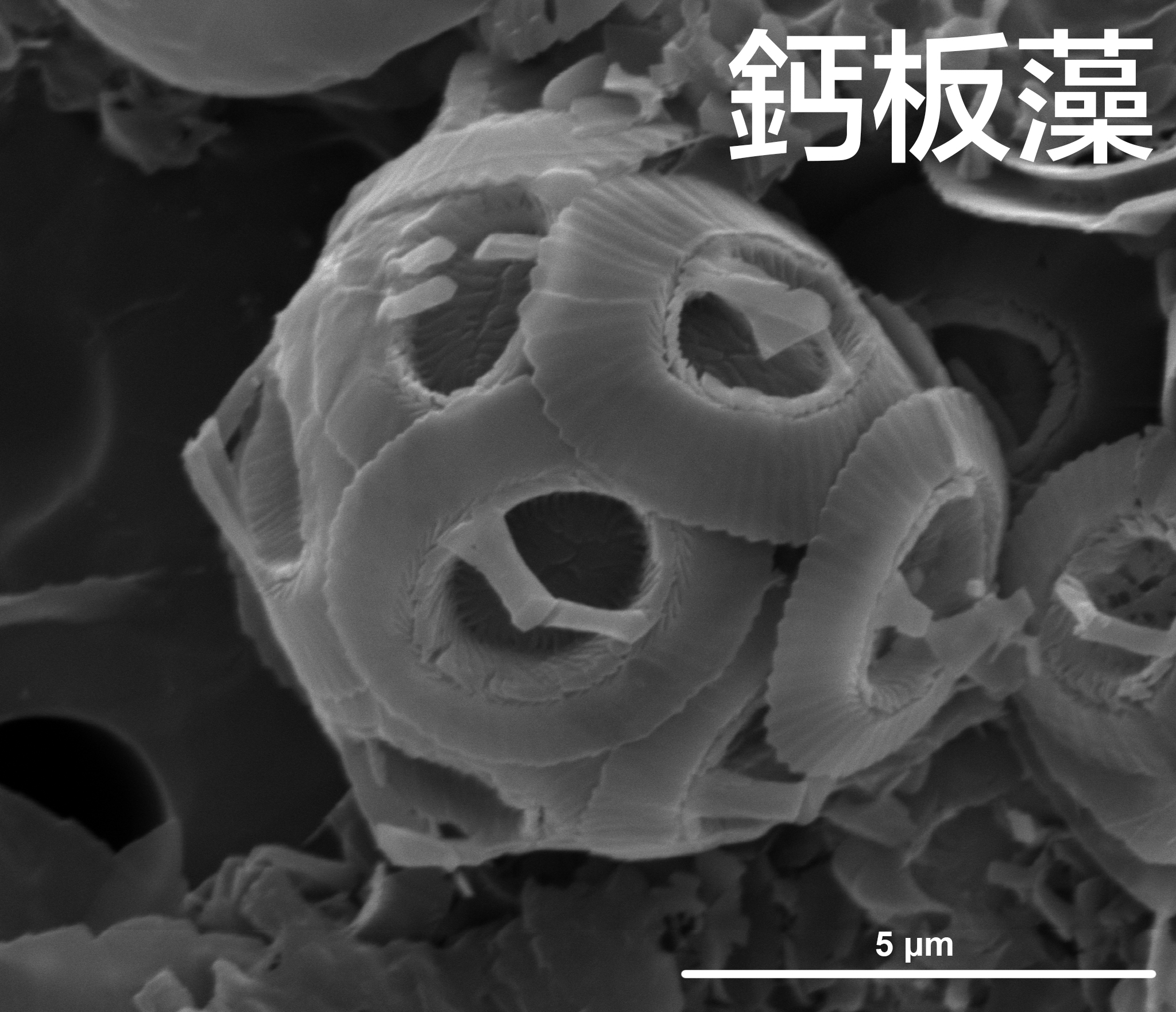碳循環背後的迷你功臣：微藻與巨病毒