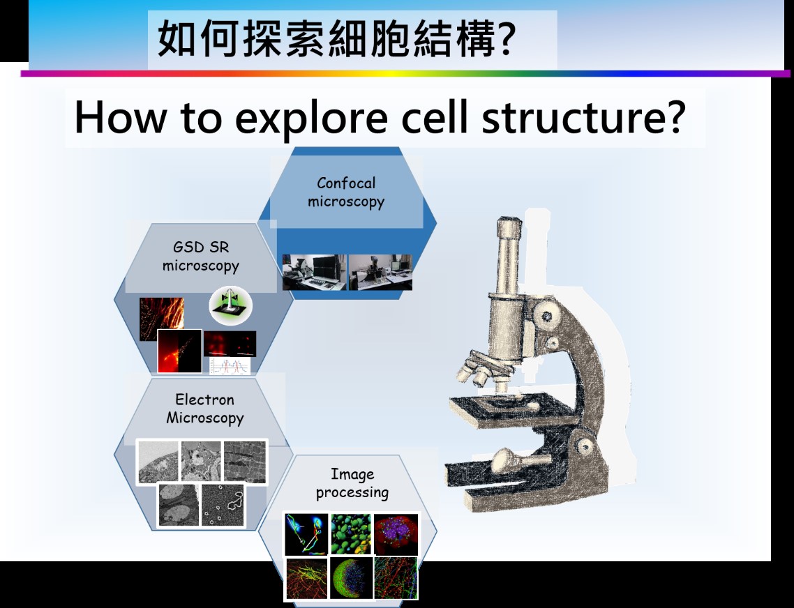 如何探索細胞構造?